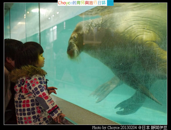 (日本靜岡縣) 伊豆.三津海洋樂園 海豚跳舞、海獅寫毛筆、企鵝遊行
