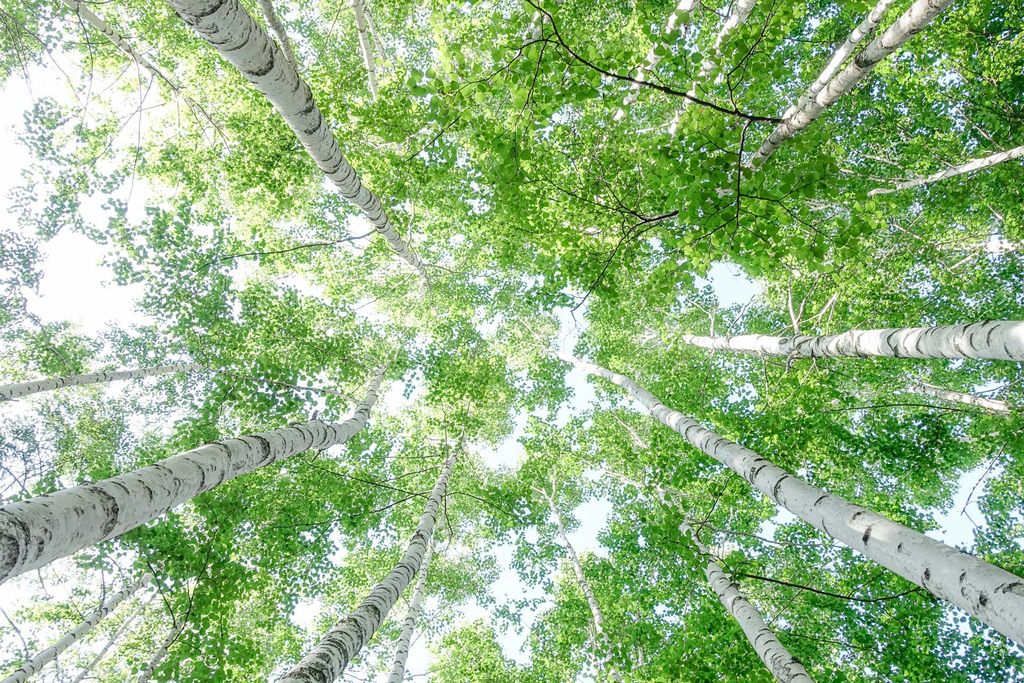 Puretime 原住民受傷秘方 從白樺樹獲得再生力量 北海道白樺樹液保養品 純天然無防腐劑添加　