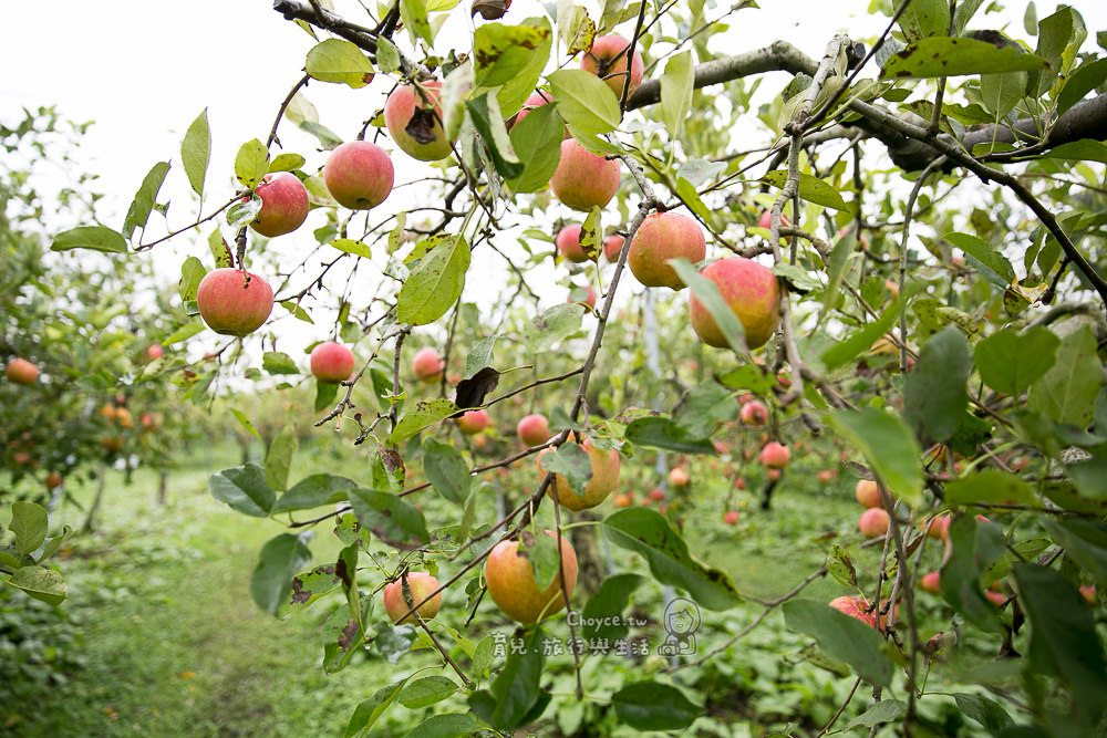 (日本島根縣) 秋天就是要採蘋果囉！島根赤來高原觀光蘋果園 大豐收季節正式宣告來臨