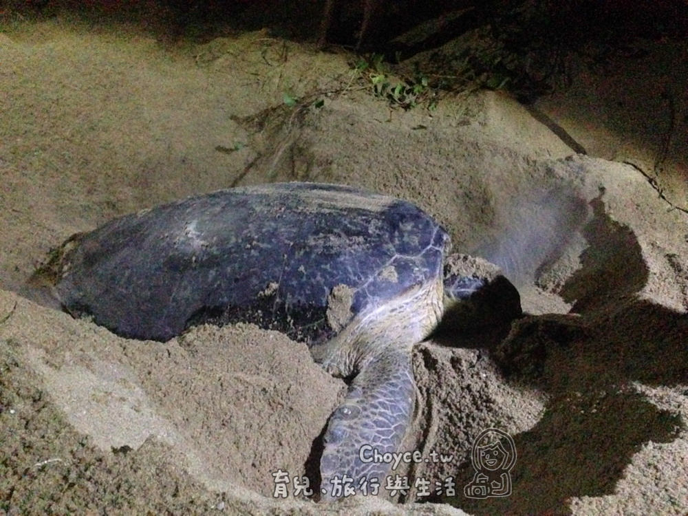 (馬來西亞) 珍拉汀灣Rantau Abang海龜Penyu Agar產卵現場直擊 大自然傳遞的真實感動（有影片）