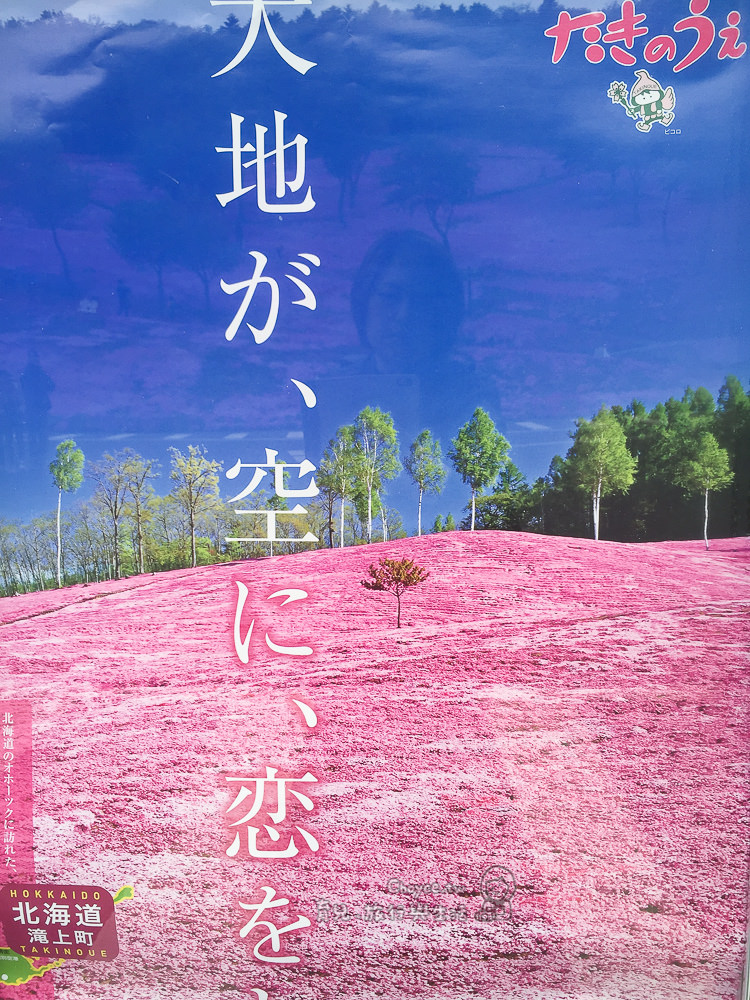 北海道芝櫻 Moss Phlox 道東滝上芝櫻公園，打翻粉紅色顏料罐的人是誰？芝櫻冰淇淋鹹甜香味真難忘